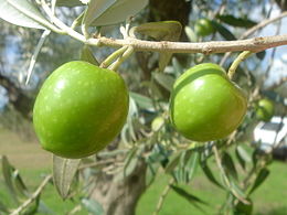 Nocellara del Belice