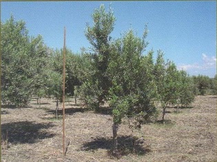 albero cerasuola