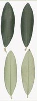 biancolilla vendita