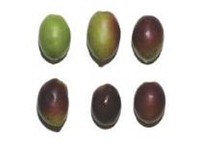 brandofino olio