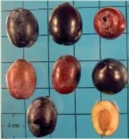 carolea cultivar