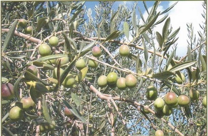 cerasuola vendita