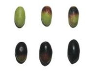 cultivar bottonedigallo