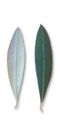 cultivar erbano