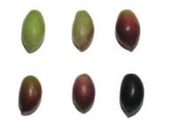 cultivar nerba