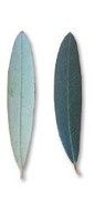 cultivar vendita olio