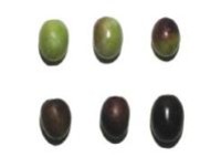 drupe piricuddara