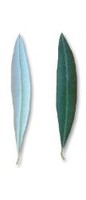 foglia cavalieri