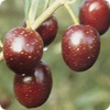 nocellara messinese