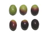 nocellara messinese