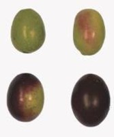 olio biancolilla