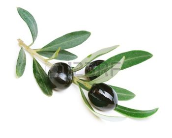 oliva