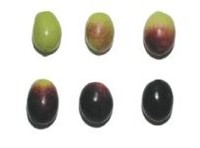 oliva nasitana