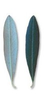 piricuddara