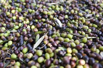 vendita cultivar buscionetto